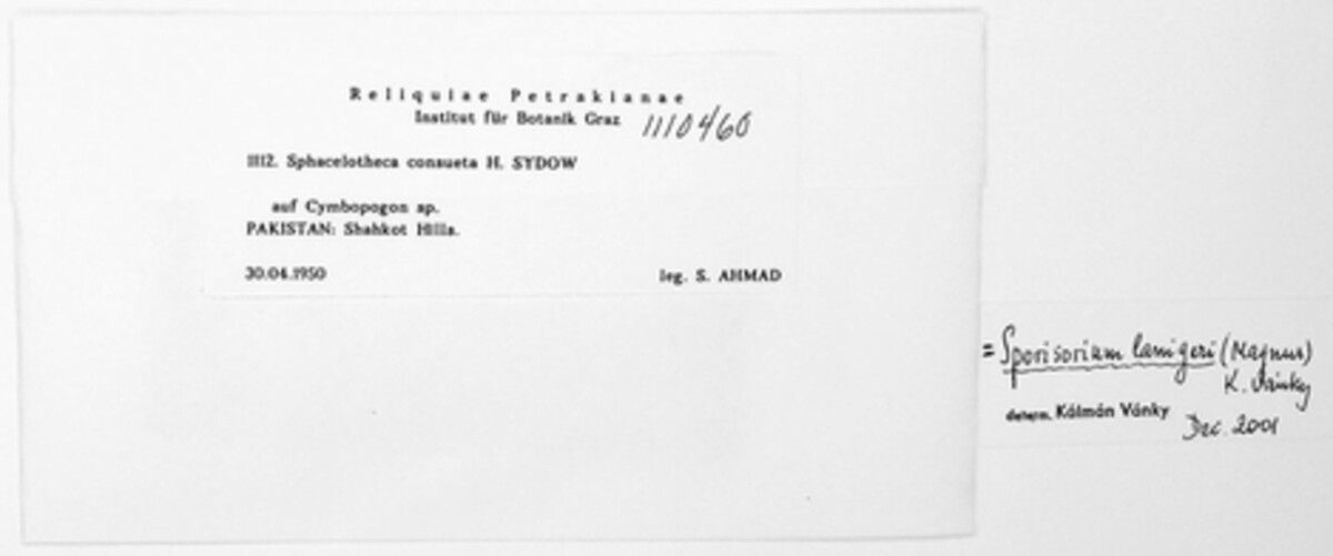 Sphacelotheca consueta image